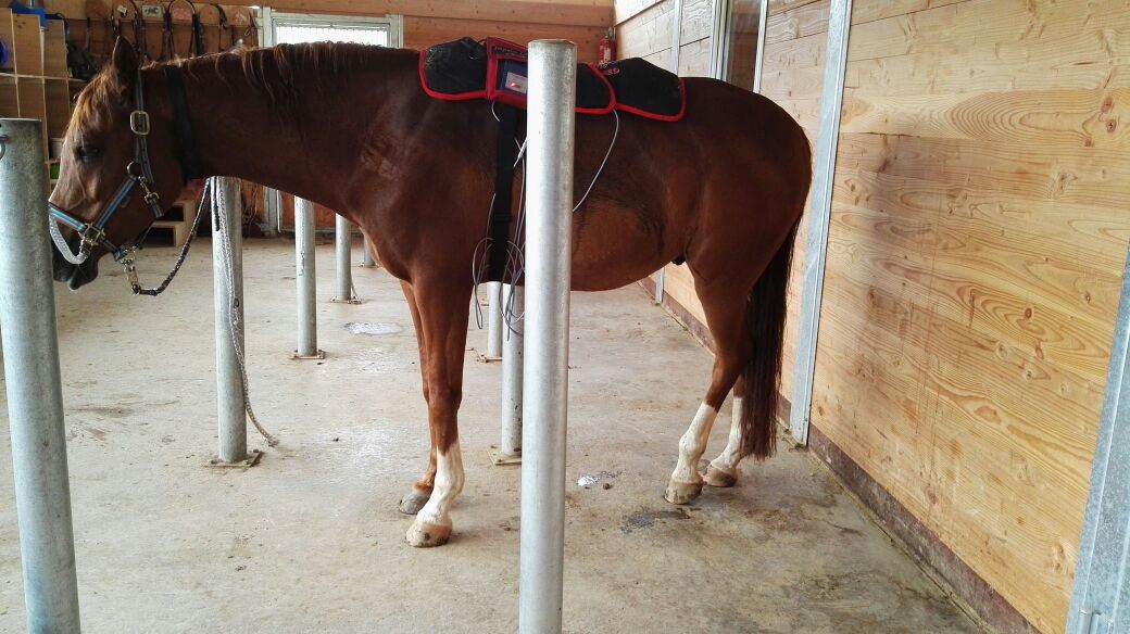 Die Behandlung wird sichtlich genossen :)