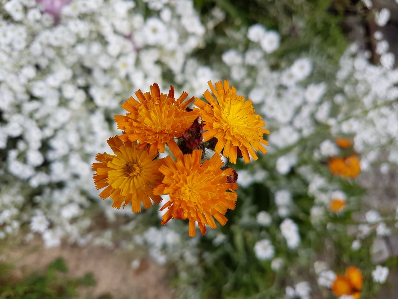 Oranges Habichtskraut