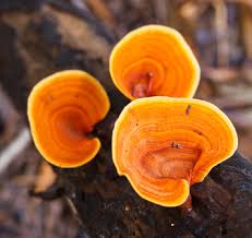 Reishi